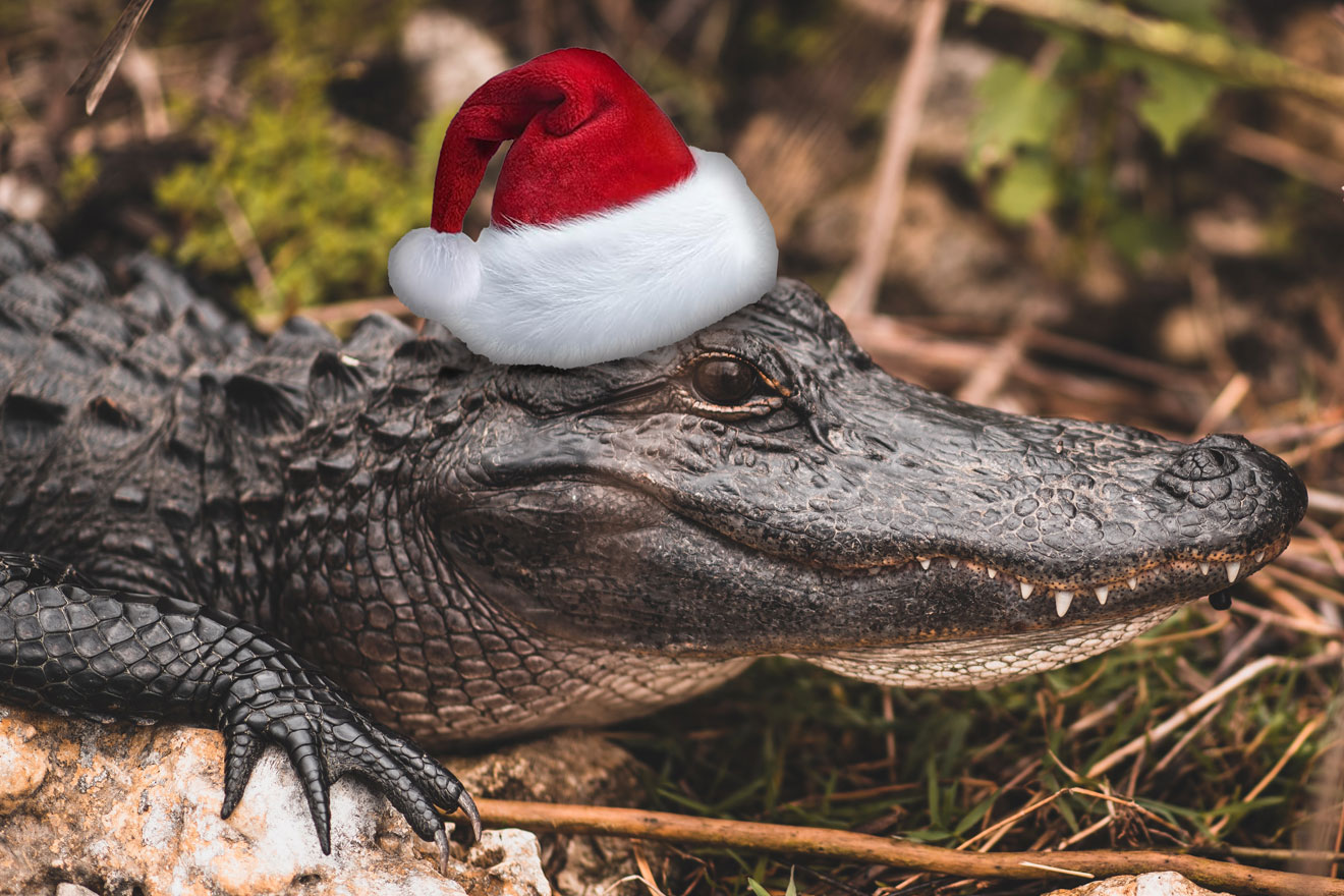 a photo showing a gator wearing a santa hat